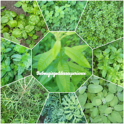 Fresh Hoodoo Herbs